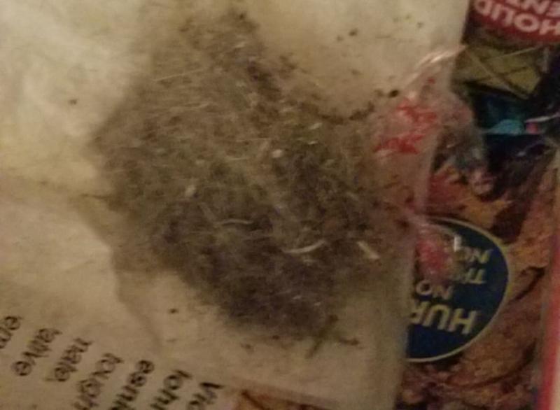 We don't own animals... that's my hair. Wow 1st run