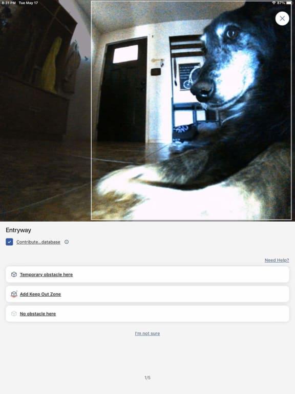 My Simba, always being in Snuffle's path, lol