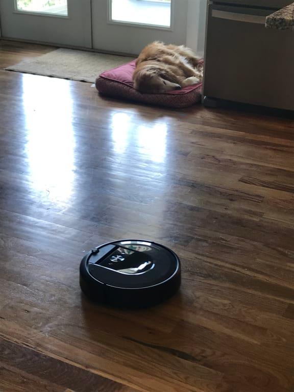 Even the dog doesn't mind