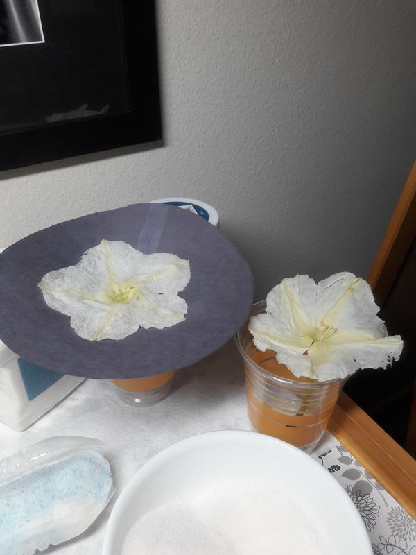 Panacea™ Silica Gel Flower Drying Crystals - 1.5 lb - Yahoo Shopping