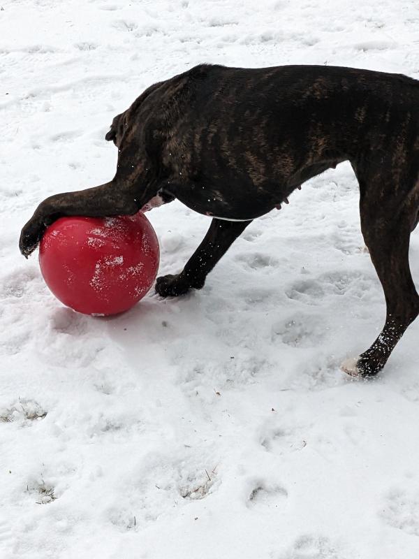 Indestructible Best Ball Perfect for Dog Who Love Pushing & Herding