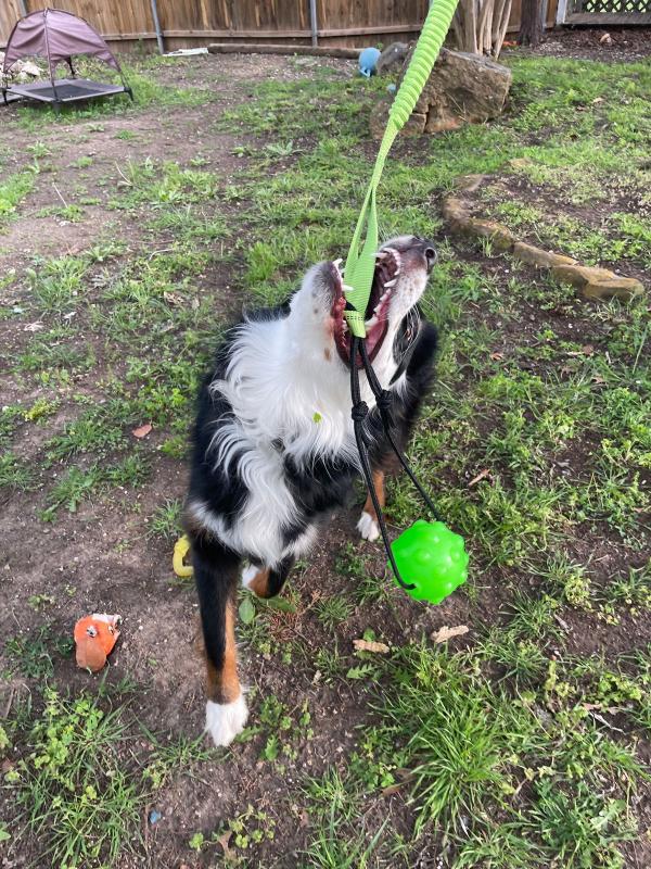 Fenice Juguete para perro Tree Tugger, juguetes para perros al aire libre  para perros medianos, constructor de músculos, juguete de cuerda para tirar