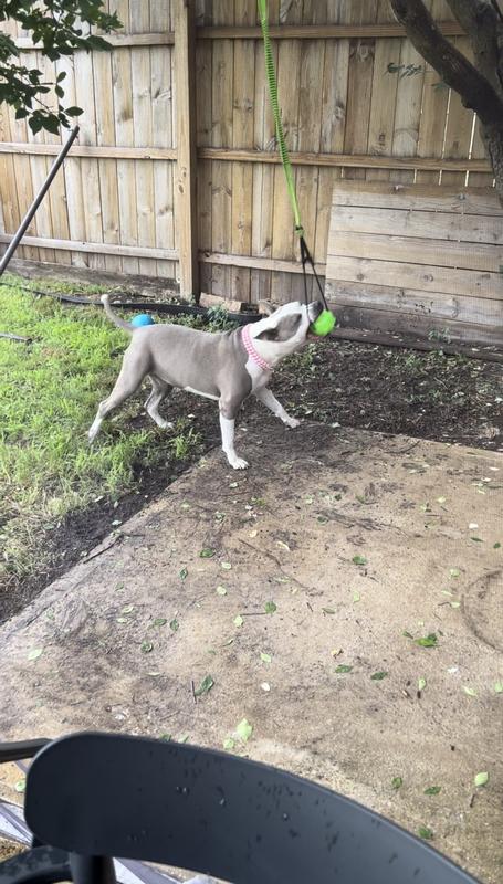 Fenice Juguete para perro Tree Tugger, juguetes para perros al aire libre  para perros medianos, constructor de músculos, juguete de cuerda para tirar