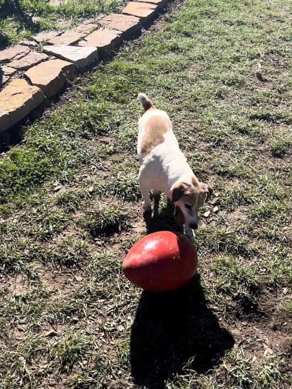 Jolly egg clearance dog toy canada