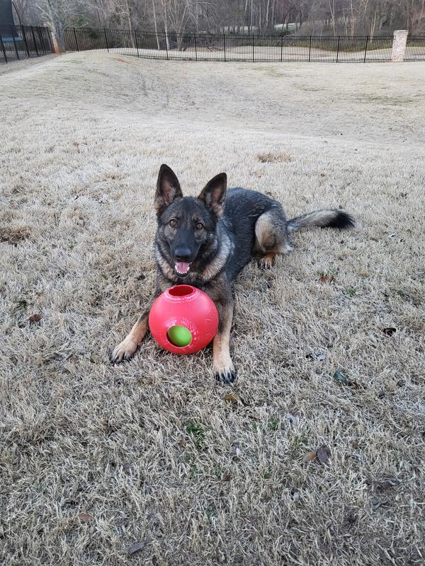 Herding ball outlet petco