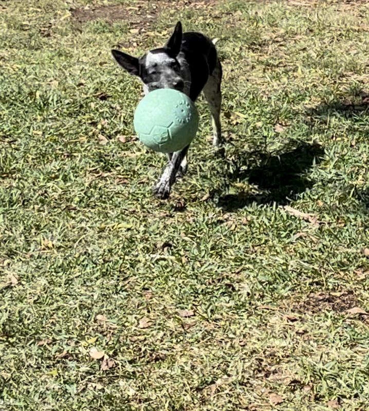 Gus 2025 dog ball