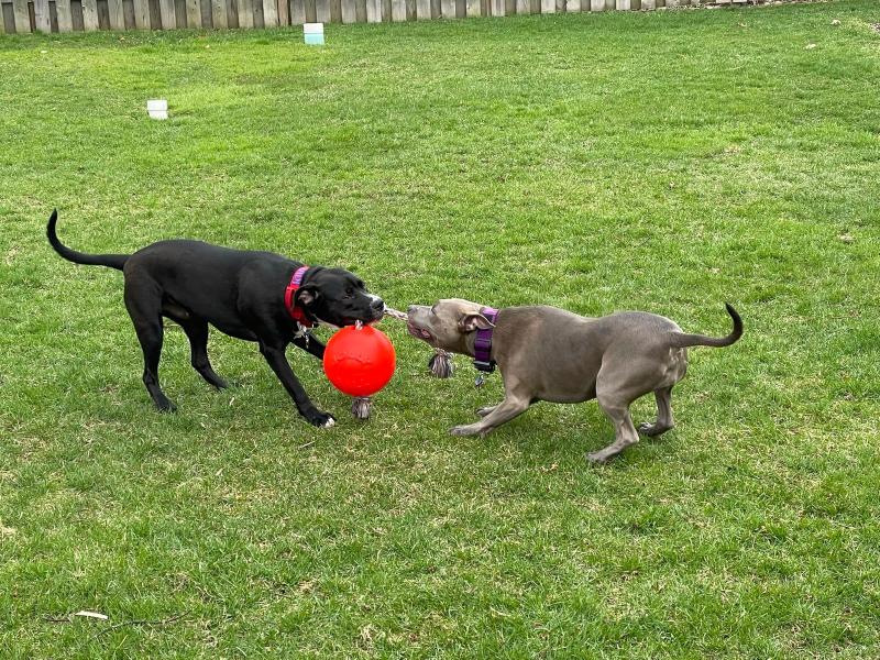 Jolly ball clearance replacement rope