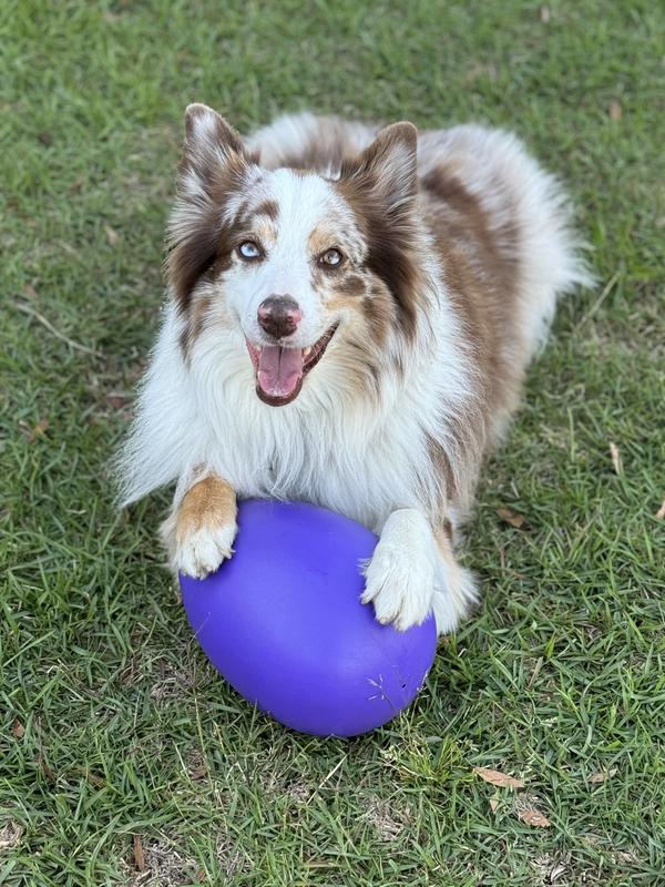 Jolly Egg Herding Dog Toy Jolly Pets