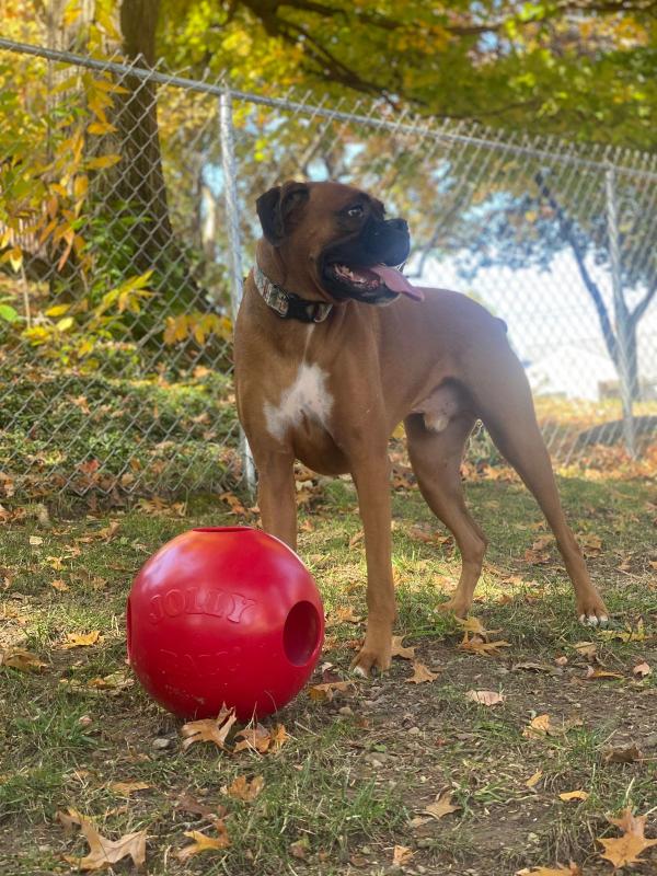 Dog toy ball with hotsell ball inside