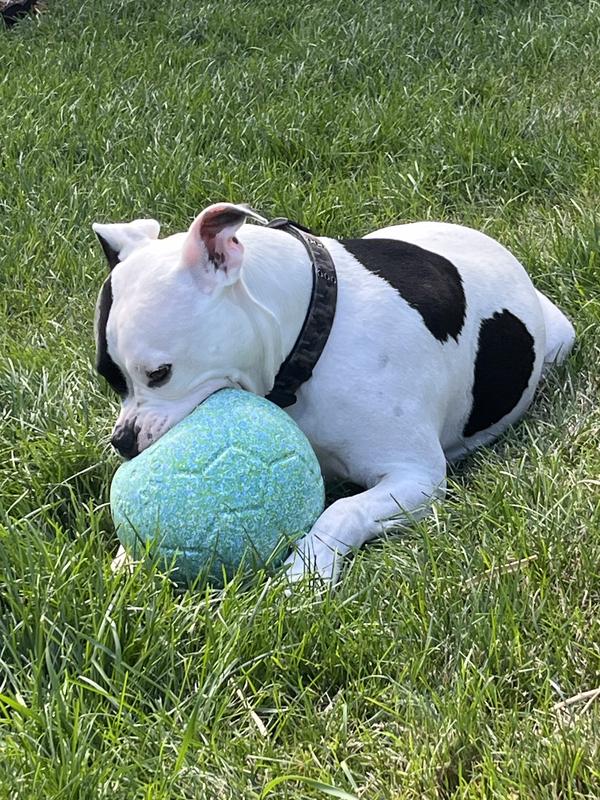 Jolly Pets Soccer Ball 8 in Orange