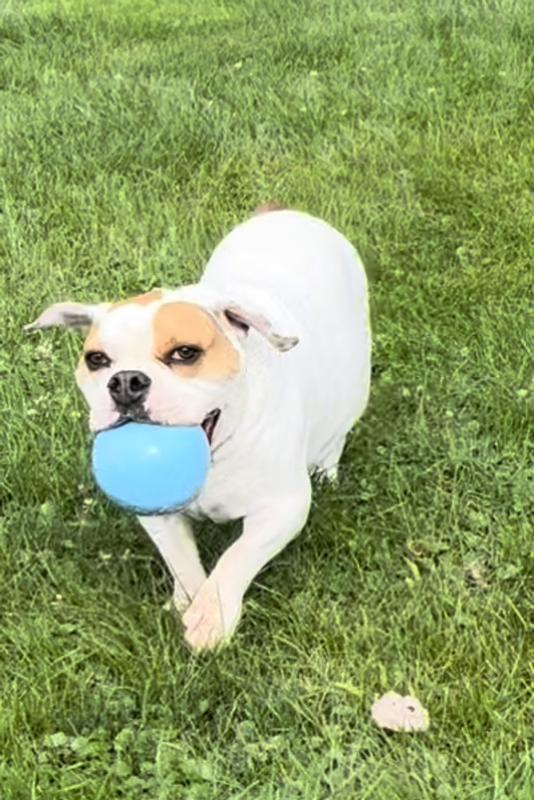 Jolly Ball Balle Rebondissante Bounce 'n Play Chien Bleu 15cm 