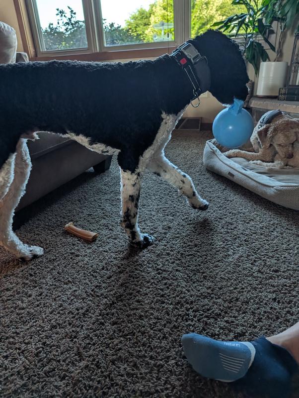 Dog loves it, but it won't last long