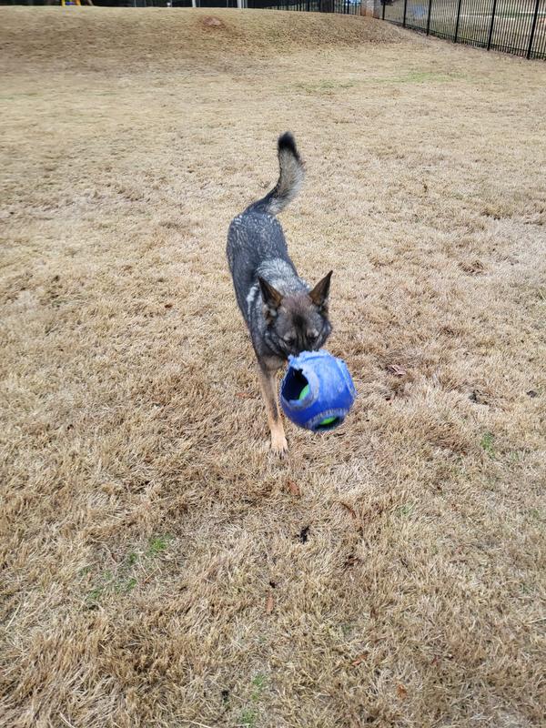 Herding clearance ball petco