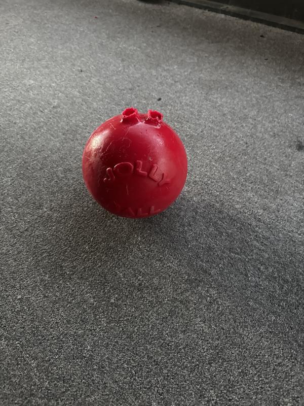 Petco jolly ball sale