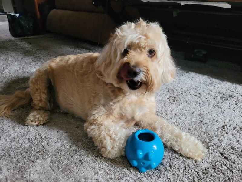 Jolly Dipper  Treat Dispensing Dog Toy - Jolly Pets