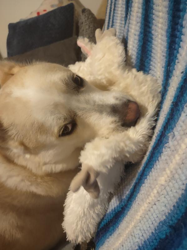 Tiko toy squeaker last less then an hour