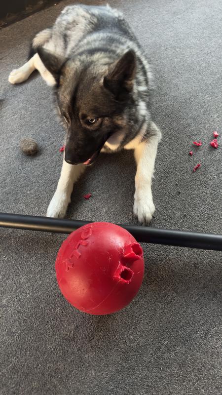 Kong jolly ball sale