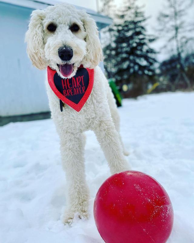 PUSH-N-PLAY, Hard Plastic Toy Ball, For Dogs and Horses