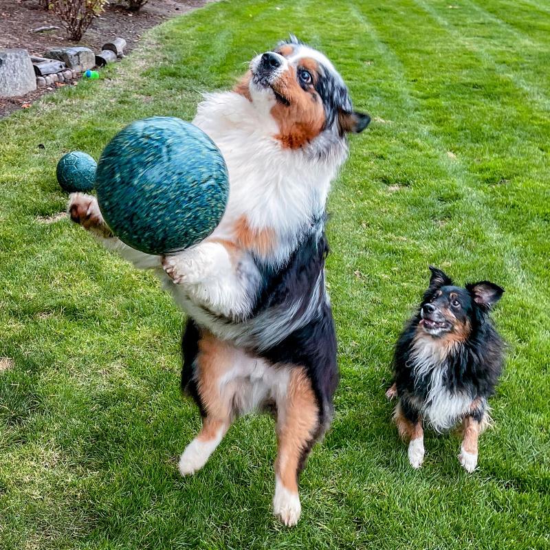 Ball For Dog Ball Energetic Herding Fun Play Pet Supplies Indestructible Toy  14