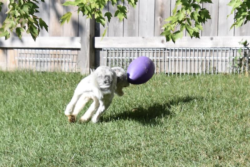 Jolly Egg Herding Dog Toy Jolly Pets