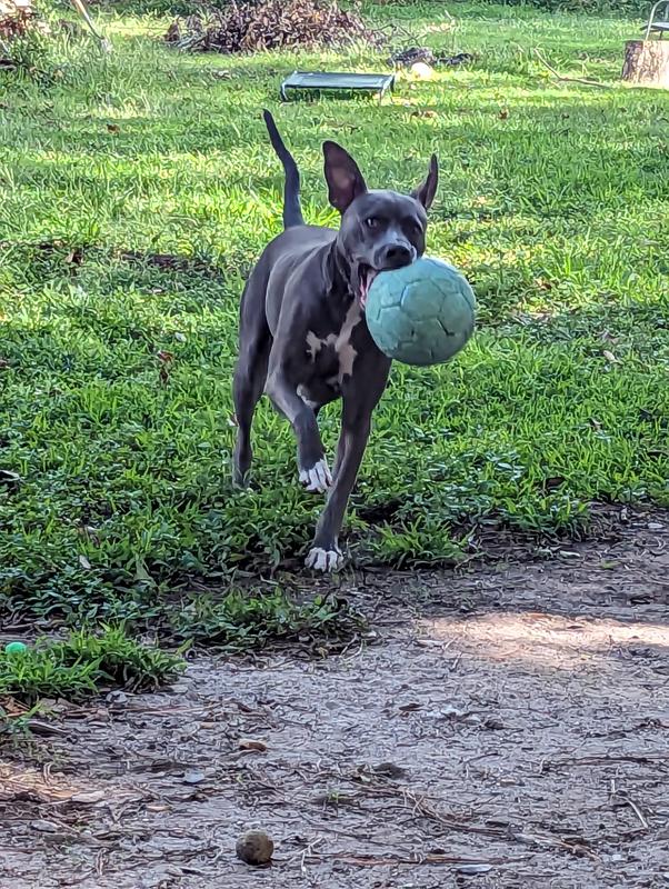 Lixit Vintage Soccer Ball Dog Toy, Medium : : Pet Supplies