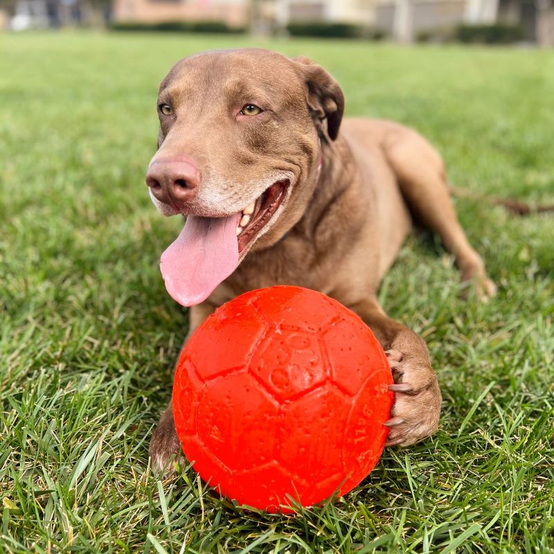 Best soccer hotsell ball for dogs