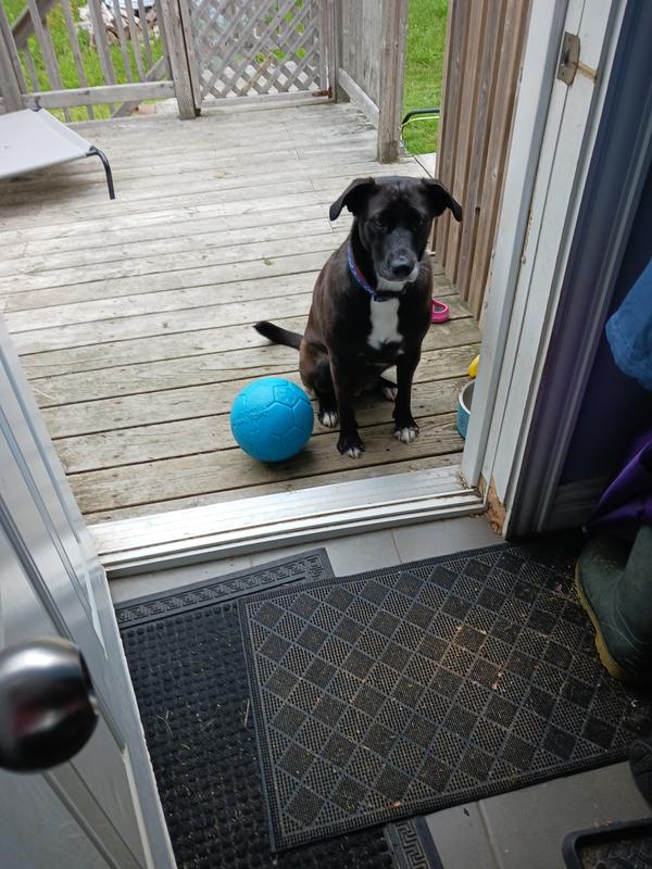 Jolly Pet Jolly Soccer Ball Assorted Dog Toy, Large Petco