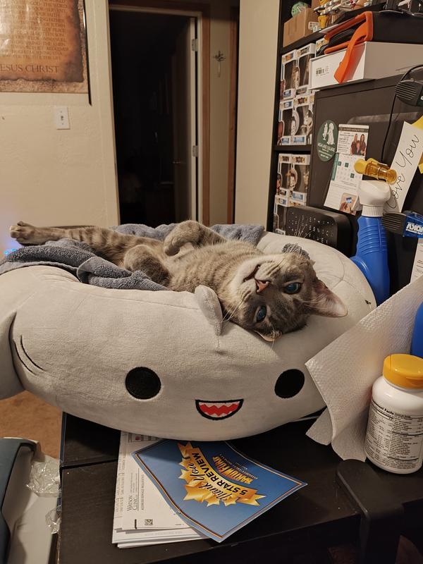 Squishmallows Gordon The Shark Pet Bed - Chaar