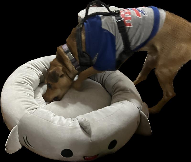 Bed makes him look huge and he’s not