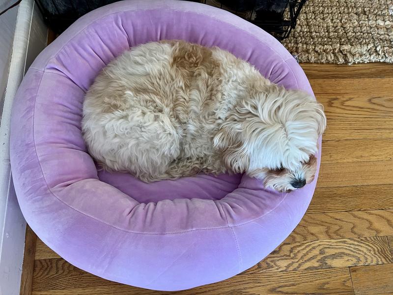 Squishmallows Pet Bed Beula the Octopus - Feeders Pet Supply