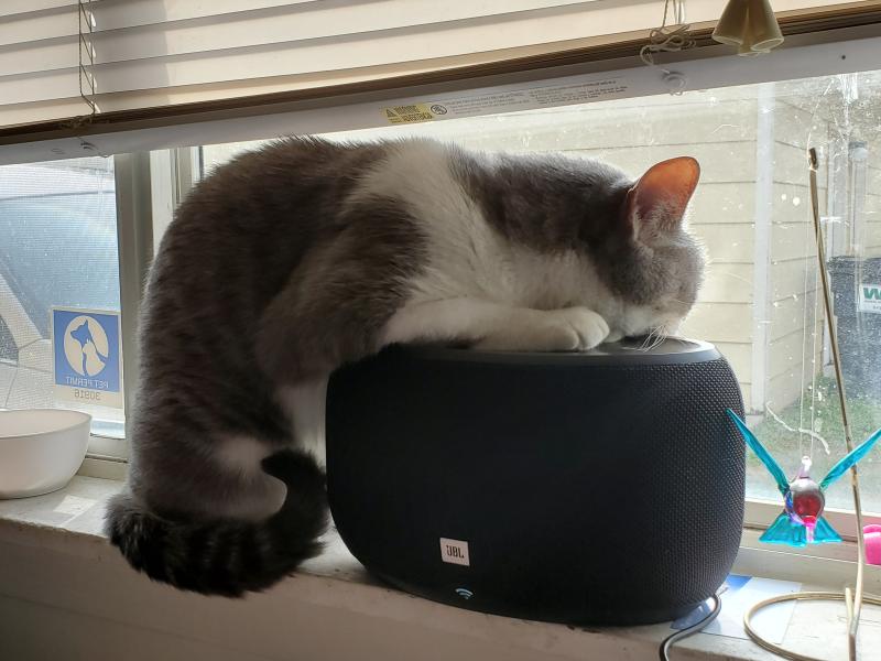 Even my cat thinks it's her precious!