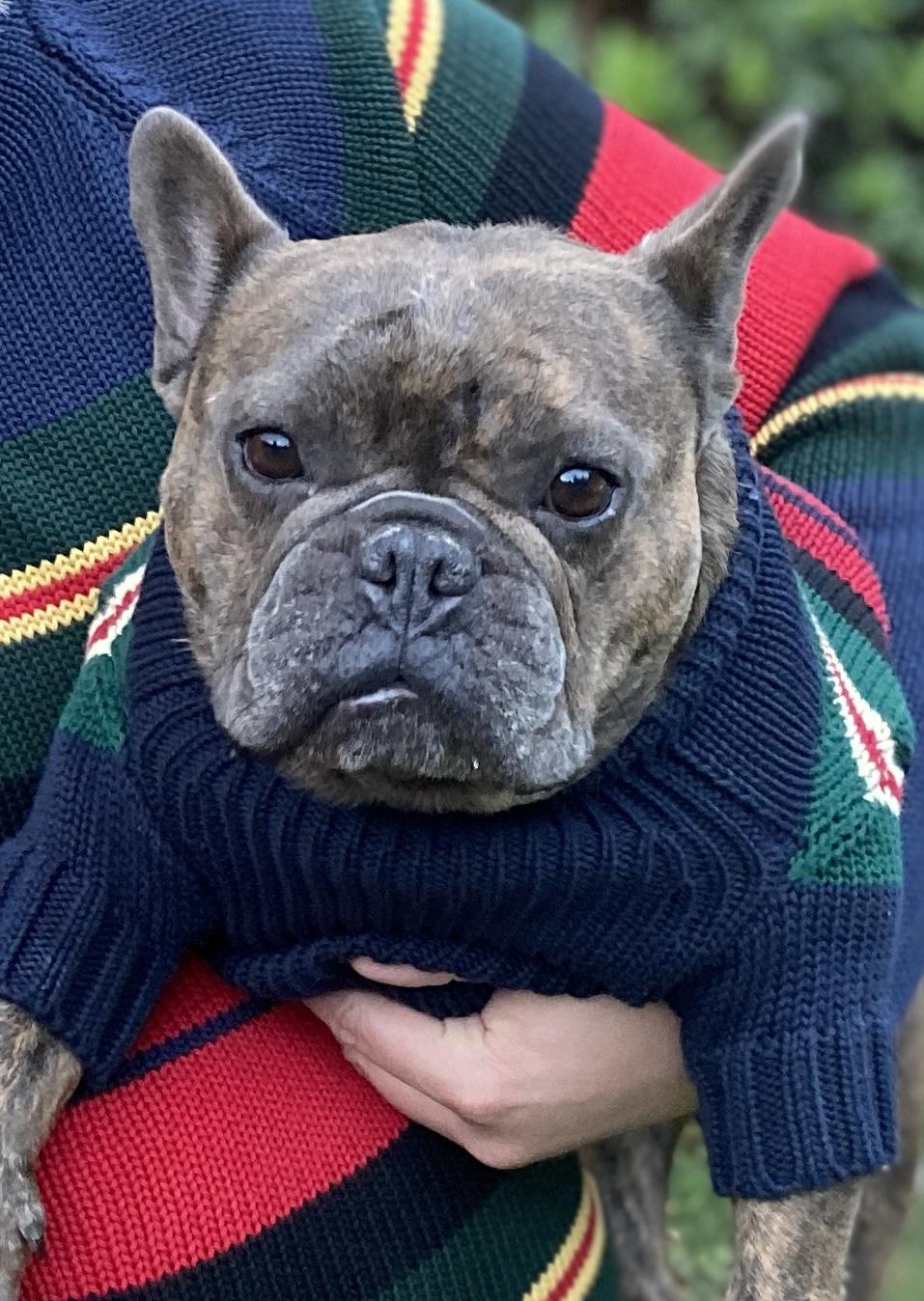 Best dressed pup on the block!