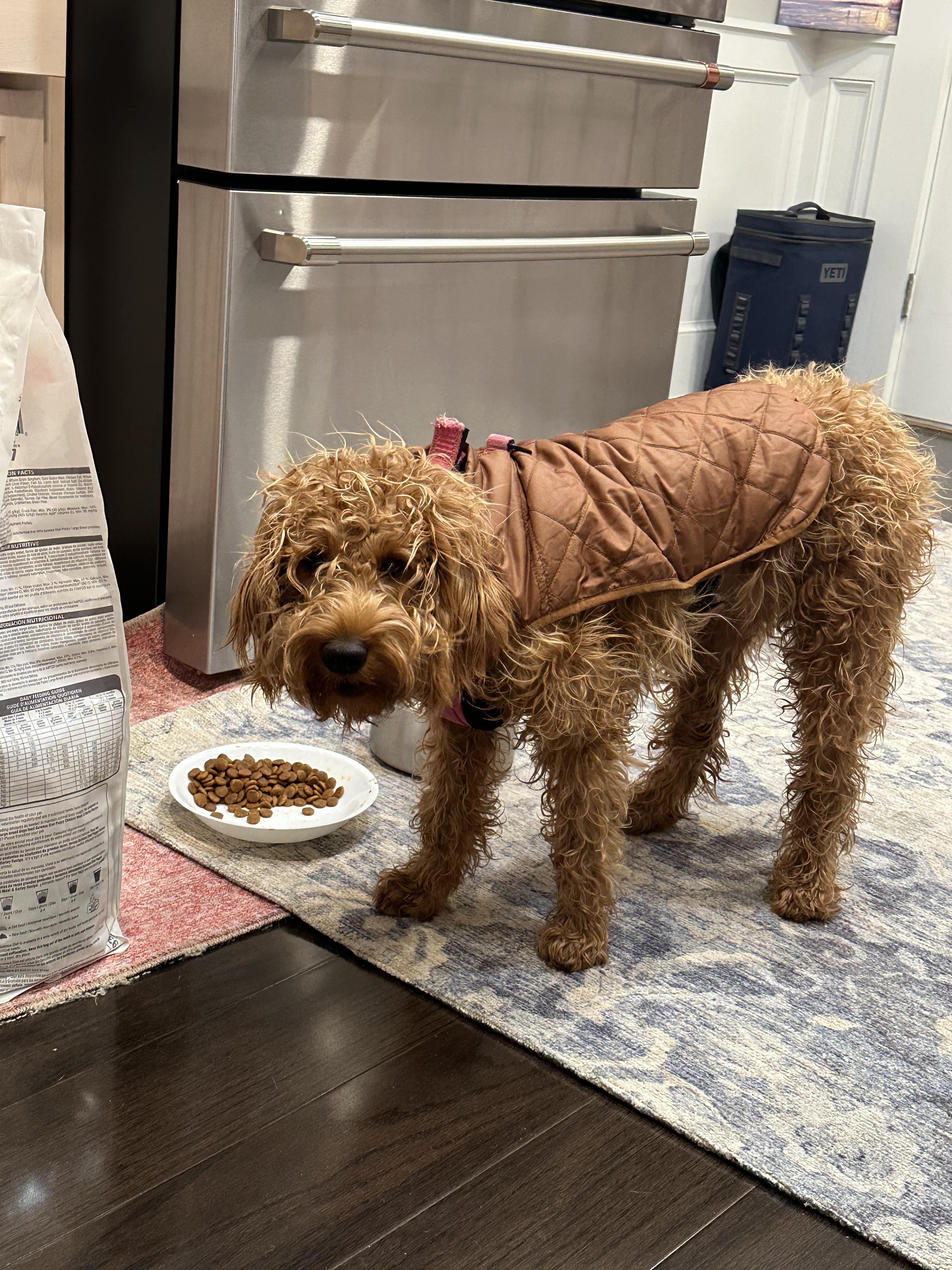 Crewmutts Iridescent Puffer Vest For Women | Factory