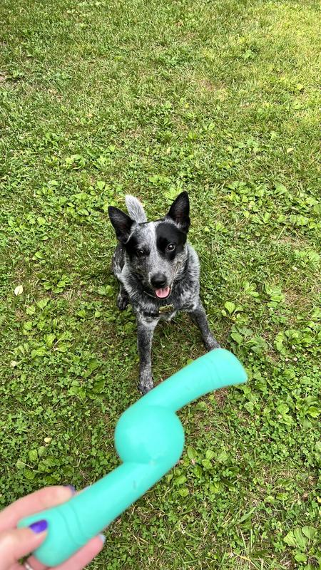 My Blue Heeler's Favorite Chew Toys 