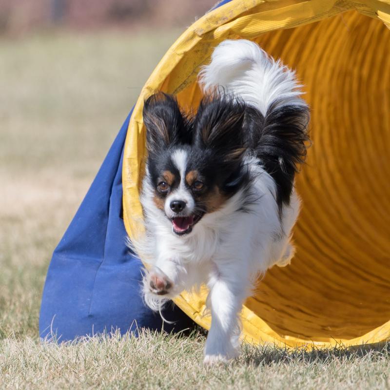 Are Icelandic Lamb Horns Safe For Dogs