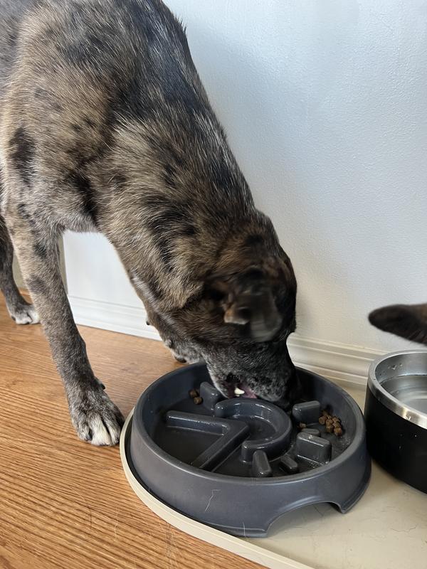 Sunup Eco-Friendly Slow-Feeder Dog Bowl