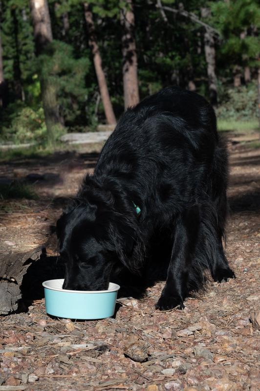 Only Natural Pet Sunup Eco-Friendly Slow-Feeder Dog Bowl, Teal / Small