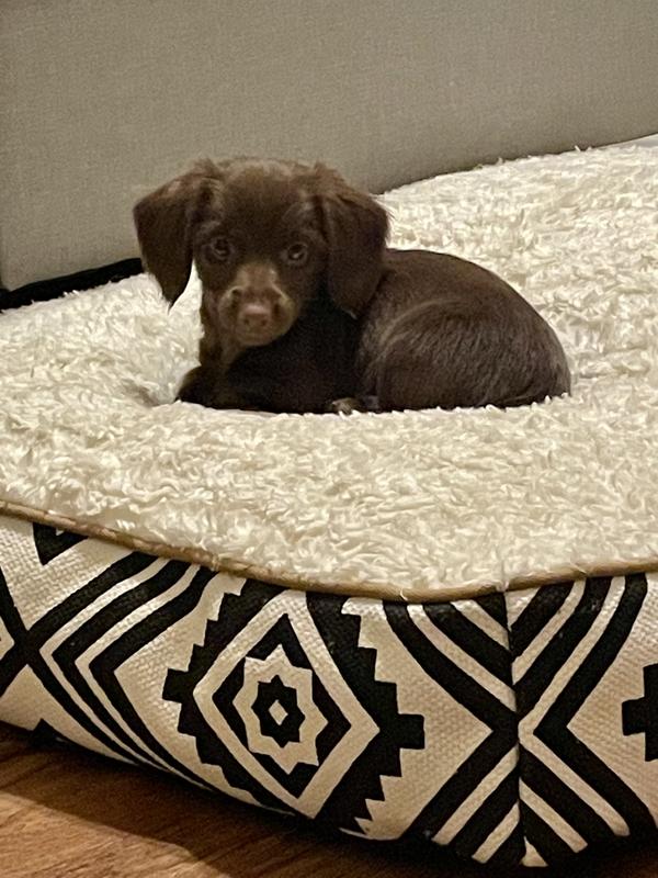 Aztec print dog clearance bed