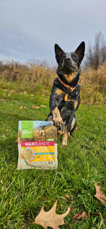 Only natural pet dehydrated dog clearance food reviews