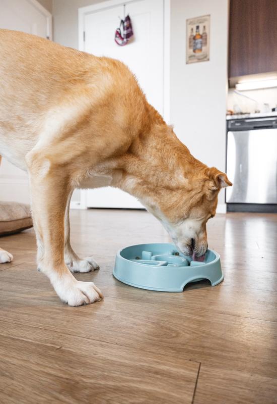 Only Natural Pet Sunup Eco-Friendly Slow-Feeder Dog Bowl, Teal / Small