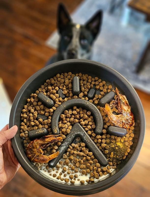 Diy slow clearance dog feeder