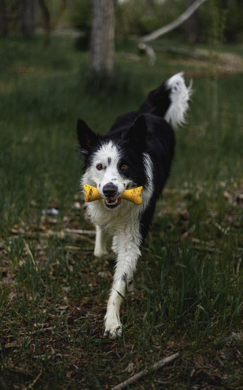 Only Natural Pet Rubber Boredom Buster Treat Stuffer Dog Toys - Interactive Stuffable Feeder Dispenser Fillable Durable Play Puppy Medium Large Xs