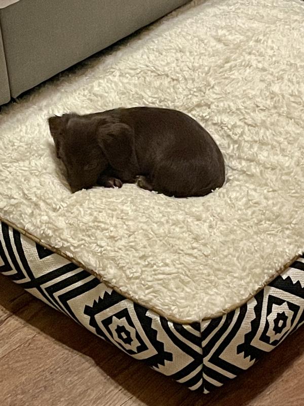 Aztec dog hot sale bed