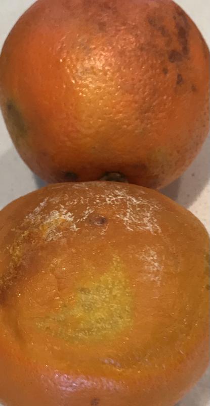 National Brand Fresh Premium Seedless Oranges 8 Lb - Office Depot