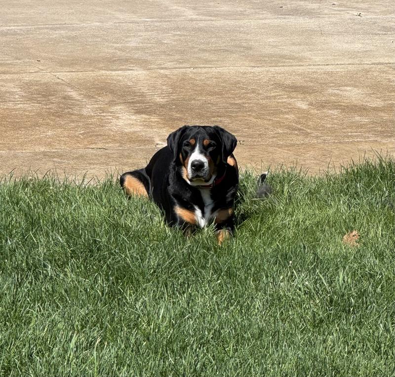 Piper and Emme enjoy the sunshine