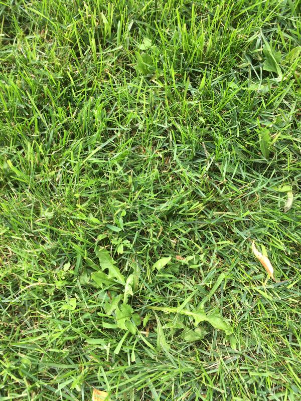 Photo - commentaire 5.