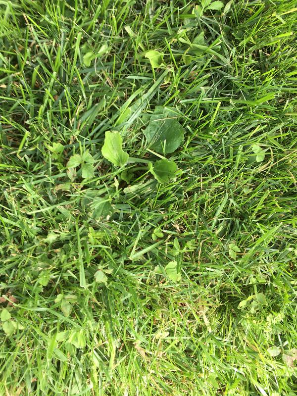 Photo - commentaire 4.