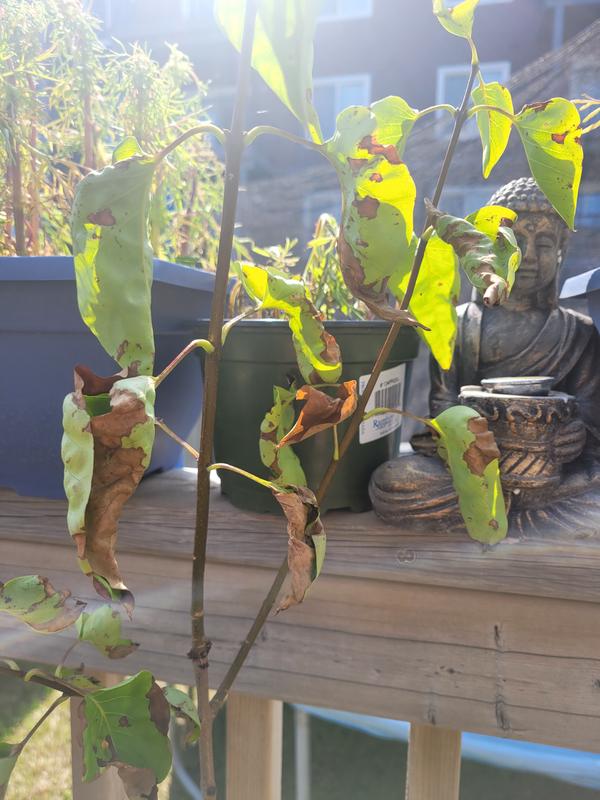 Photo - commentaire 7.