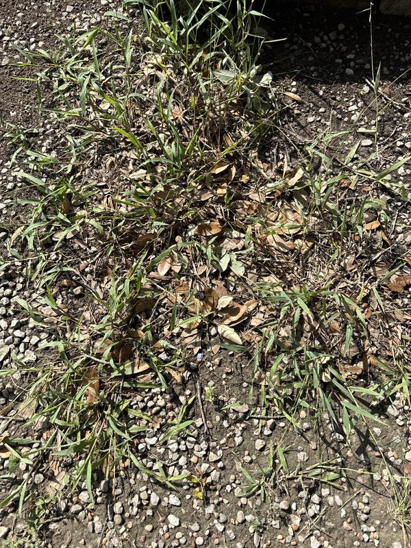 Grass sprayed 2 weeks ago