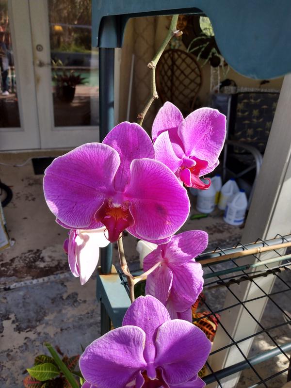The phal I treated for scale.